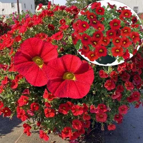 Calibrachoa POCKET 'Red' - Puispetuunia POCKET 'Red' 